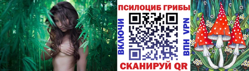 Купить закладки  Шебекино  Галлюциногенные грибы прущие грибы 